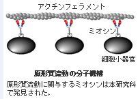 Molecular Biomechanics