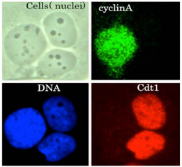 Biological Signaling