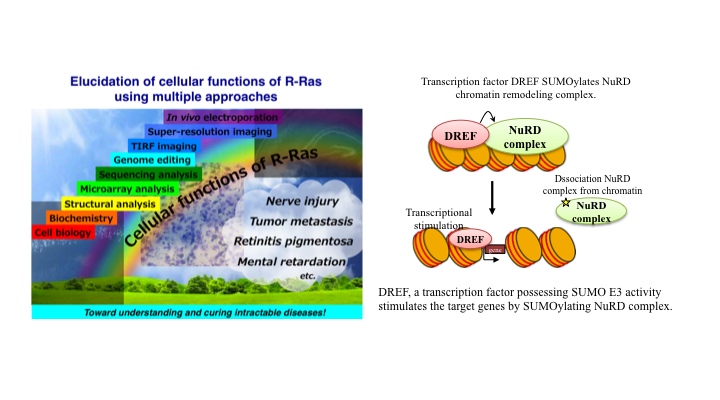 Cell and Molecular Biology