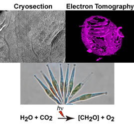 Cell Biochemistry