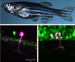 Regeneration Biology