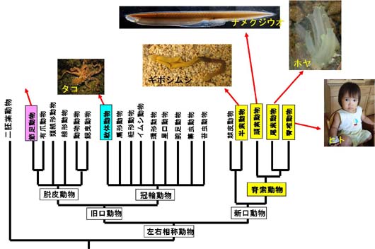 系統樹