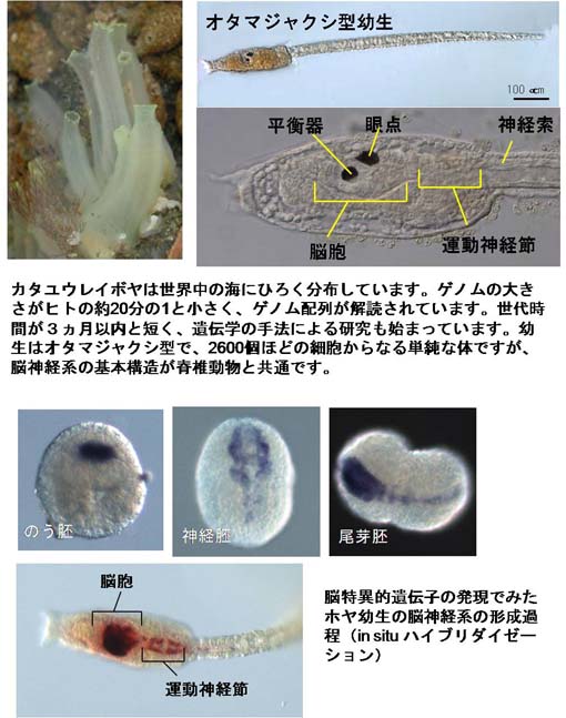 モデル脊索動物であるホヤ（カタユウレイボヤ）