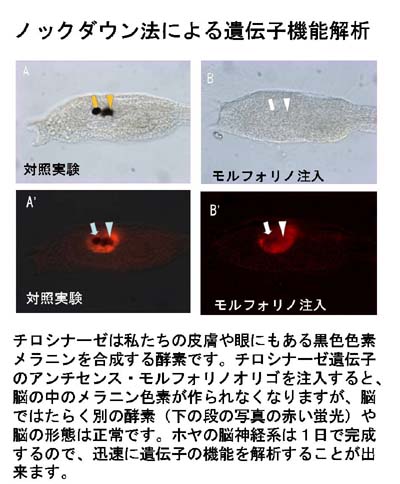 脳神経を用いた遺伝子の機能解析