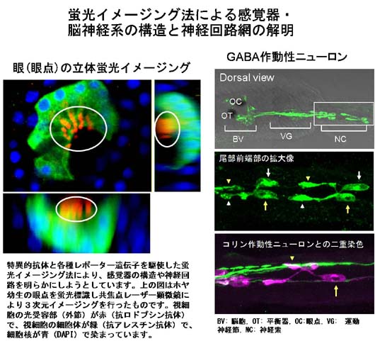 蛍光イメージング法による解析