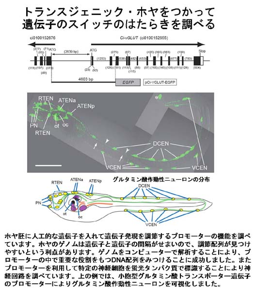 外部から遺伝子を導入し育てたホヤの利用