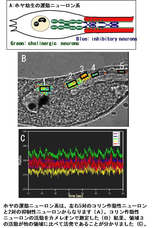 コリン作動性ニューロンのCa2+イメージング