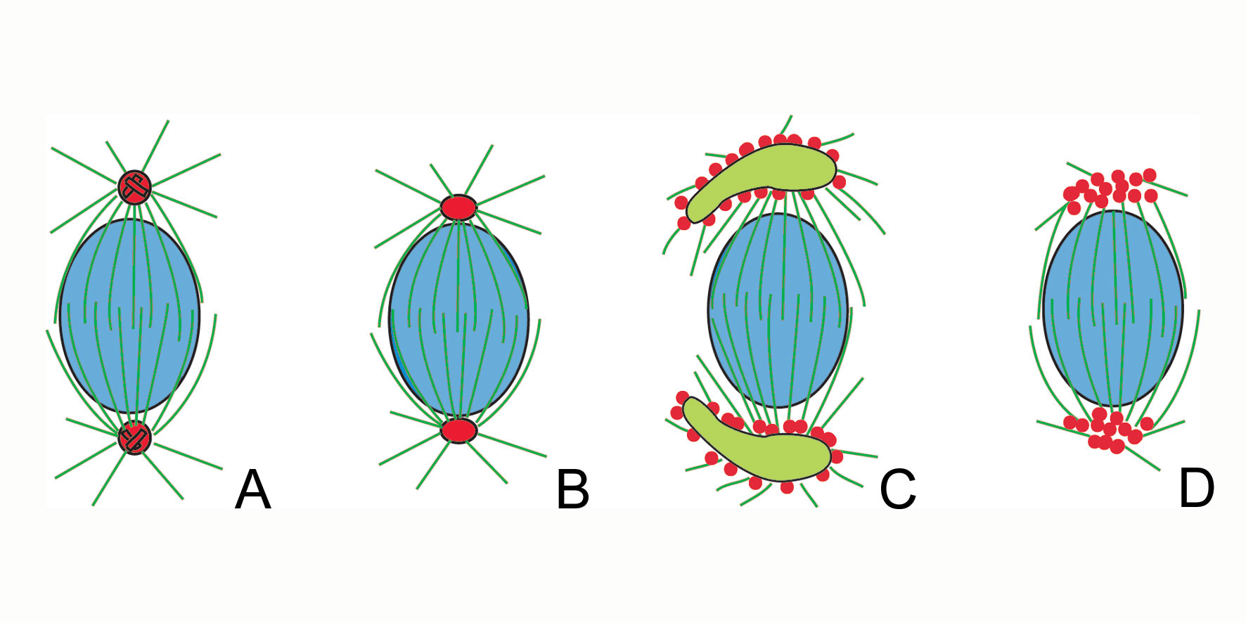 生体分子生合成研究室