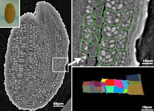 シロイヌナズナ種子内細胞の3Dイメージ