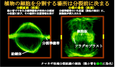 分裂準備帯と細胞板形成