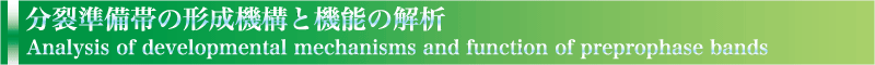 分裂準備帯の形成機構と機能の解析