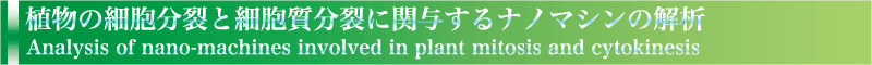 植物の細胞分裂と細胞質分裂に関与するナノマシンの解析