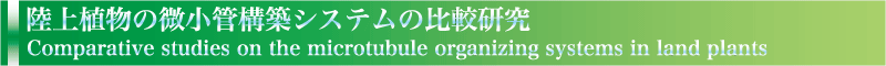 陸上植物の微小管構築システムの比較研究