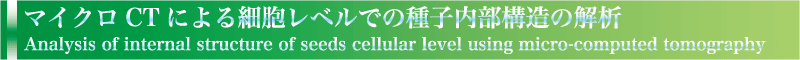 マイクロCTによる細胞レベルでの種子内部構造の解析