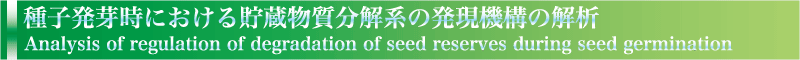 種子発芽時における貯蔵物質分解系の発現機構の解析