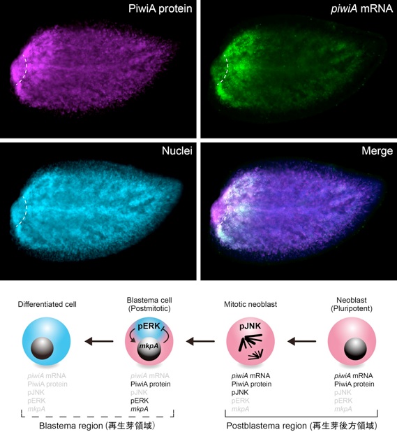 プラナリアの生物学: 基礎と応用と実験 | 手代木 渉 |本 | 通販