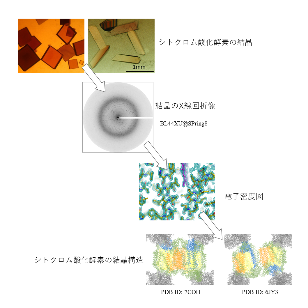 病原性細菌の生存競争に関わるタンパク質の活性化の分子機構を