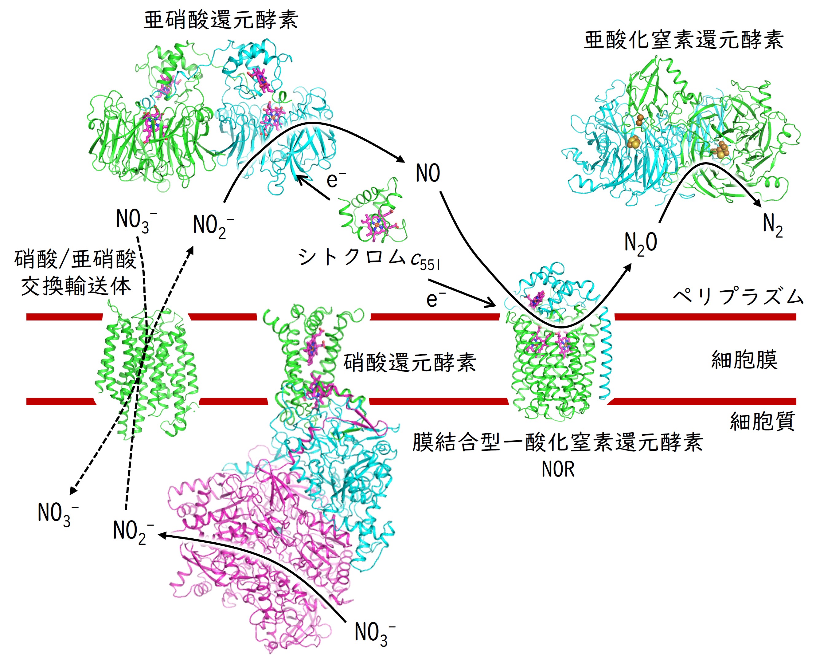 タンパク質間ダイナミクス