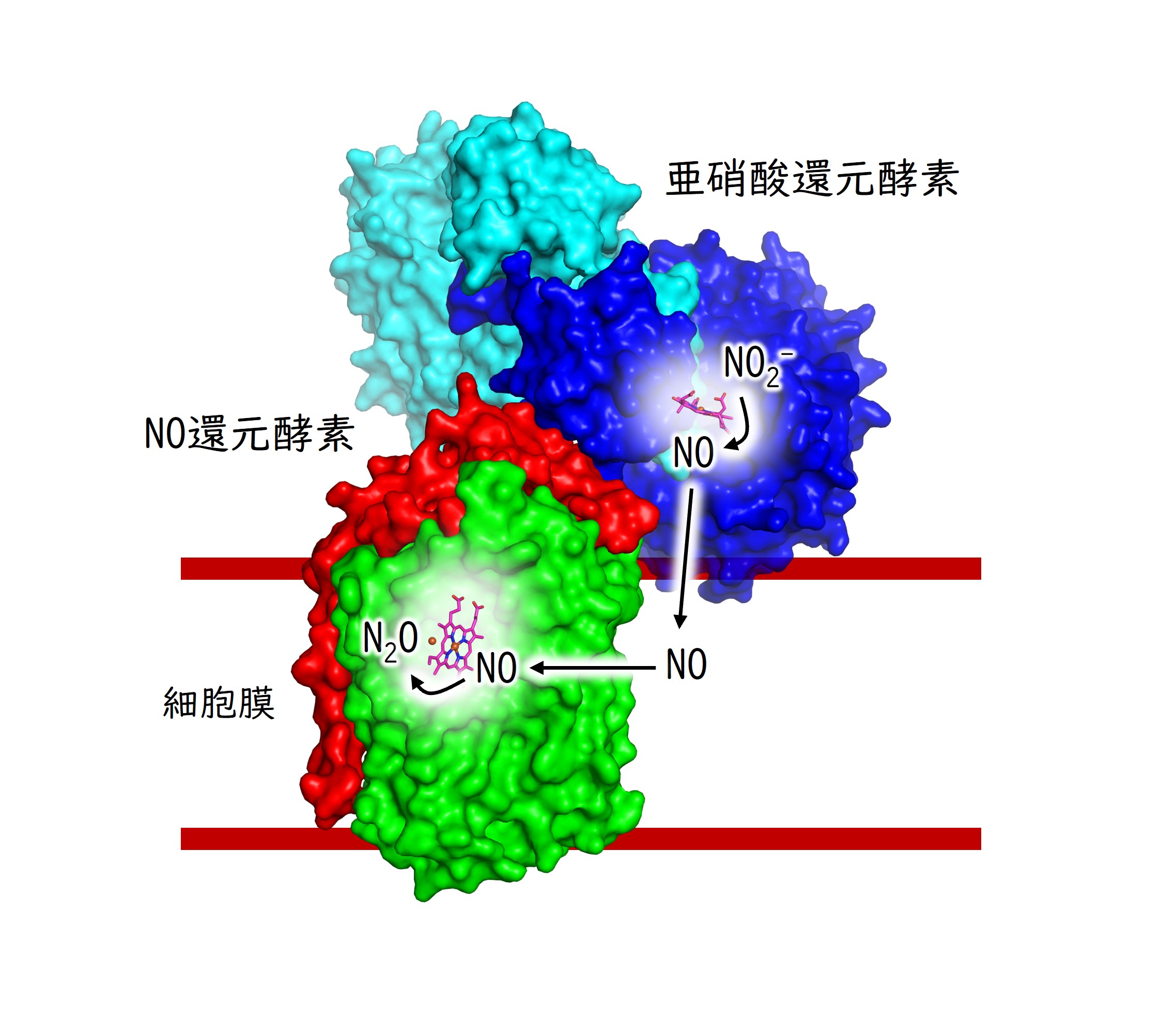 タンパク質工学の物理・化学的基礎 タンパク質工学の物理・化学的基礎 | 江口 至洋 |本 | 通販 | Amazon