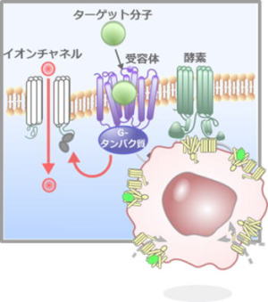 CELL