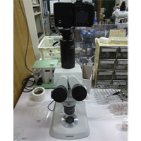 実体顕微鏡，OLYMPUS SZX7 実体顕微鏡，OLYMPUS SZX7 