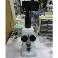 Stereoscopic microscope，OLYMPUS SZX7 Stereoscopic microscope，OLYMPUS SZX7 